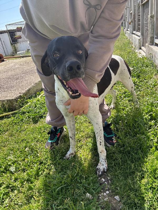 Razzo, Simil Pointer 5 Anni Taglia Media – Dolce E Socievole